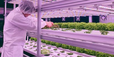 Vertical,Farm(indoor,Farm),Researcher,Takes,Care,Of,Vegetables,Growing,On
